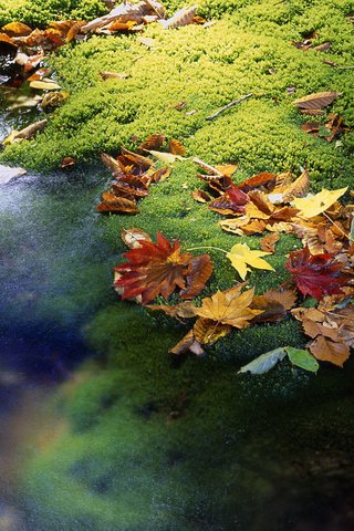 Обои вода, листья, ручей, осень, япония, мох, water, leaves, stream, autumn, japan, moss разрешение 1920x1200 Загрузить