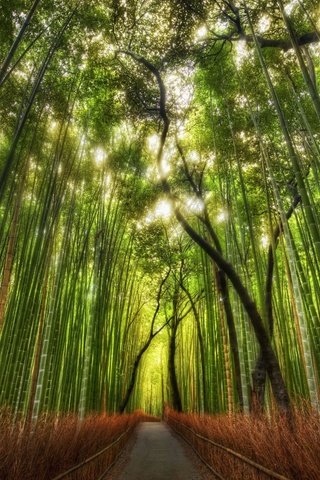 Обои тропинка, бамбук, китай, роща, path, bamboo, china, grove разрешение 2560x1600 Загрузить