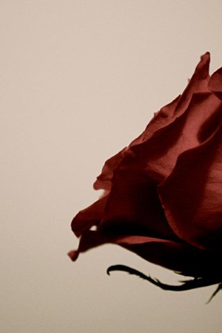 Обои роза, лепестки, стебель, rose, petals, stem разрешение 1920x1200 Загрузить