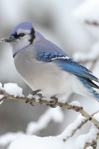 Обои ветка, снег, зима, птица, сойка, голубая сойка, branch, snow, winter, bird, jay, blue jay разрешение 2560x1600 Загрузить