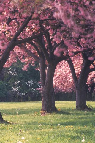 Обои цветы, трава, деревья, лес, красота, поляна, весна, flowers, grass, trees, forest, beauty, glade, spring разрешение 2560x1600 Загрузить