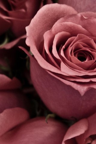 Обои цветы, бутоны, макро, розы, лепестки, букет, flowers, buds, macro, roses, petals, bouquet разрешение 1920x1080 Загрузить