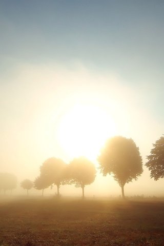 Обои деревья, солнце, туман, поле, trees, the sun, fog, field разрешение 2560x1600 Загрузить