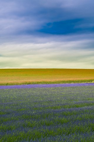 Обои поле, лаванда, англия, field, lavender, england разрешение 2560x1600 Загрузить