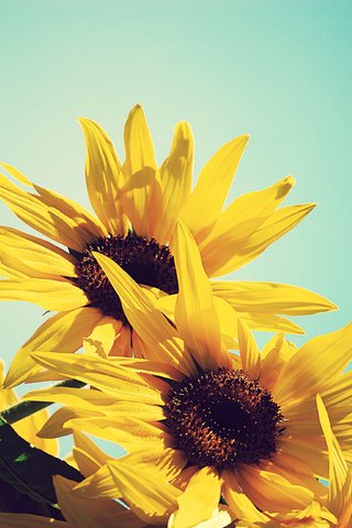 Обои небо, цветы, желтый, лето, подсолнух, подсолнухи, синее, the sky, flowers, yellow, summer, sunflower, sunflowers, blue разрешение 3872x2592 Загрузить