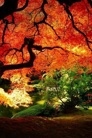 Обои природа, осень, сад, красно, желтые листья, nature, autumn, garden, red, yellow leaves разрешение 1920x1200 Загрузить