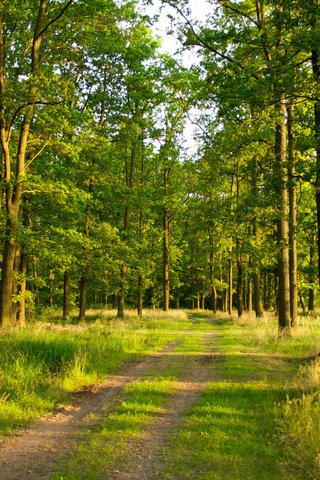 Обои дорога, лес, сосна, road, forest, pine разрешение 1920x1080 Загрузить