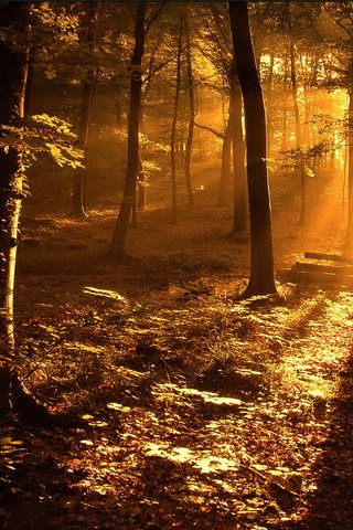 Обои лес, листва, луч, солнечные лучи, солнечный свет, forest, foliage, ray, the sun's rays, sunlight разрешение 1920x1440 Загрузить