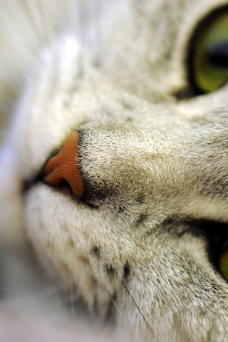 Обои глаза, морда, макро, кот, усы, шерсть, кошка, нос, eyes, face, macro, cat, mustache, wool, nose разрешение 2560x1600 Загрузить
