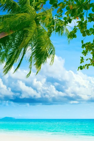 Обои небо, океан, облака, пальма, природа, остров, листья, тропики, пейзаж, рай, пляж, лето, пальмы, the sky, the ocean, clouds, palma, nature, island, leaves, tropics, landscape, paradise, beach, summer, palm trees разрешение 1920x1200 Загрузить