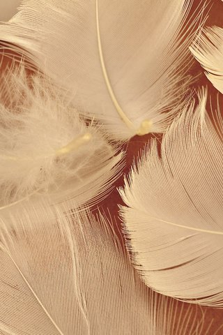 Обои перья, перо, feathers, pen разрешение 1920x1080 Загрузить