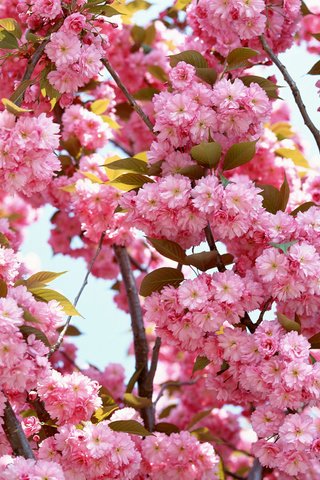 Обои природа, цветение, ветки, весна, сакура, nature, flowering, branches, spring, sakura разрешение 1920x1200 Загрузить