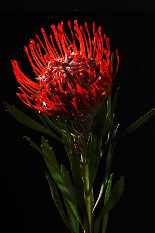 Обои цветок, красный, черный фон, протея, белосемянник, леукоспермум, flower, red, black background, proteus разрешение 1920x1200 Загрузить