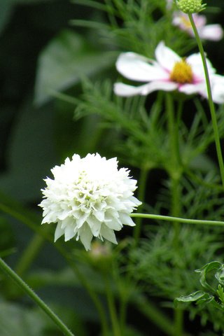 Обои цветы, листья, лепестки, белые, стебли, скабиоза, flowers, leaves, petals, white, stems, scabious разрешение 1920x1200 Загрузить