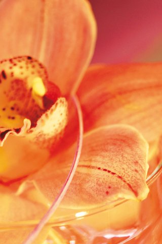 Обои цветы, лепестки, орхидея, flowers, petals, orchid разрешение 1920x1200 Загрузить