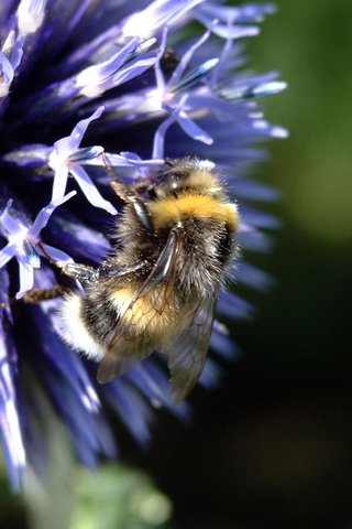 Обои макро, цветок, пчела, macro, flower, bee разрешение 1920x1200 Загрузить