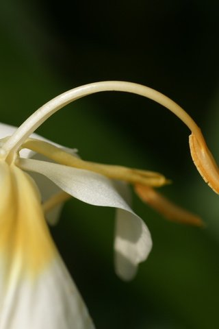 Обои цветок, лепестки, лилия, белые, flower, petals, lily, white разрешение 1920x1200 Загрузить