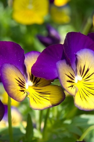 Обои цветы, лепестки, анютины глазки, фиалка, flowers, petals, pansy, violet разрешение 1920x1200 Загрузить