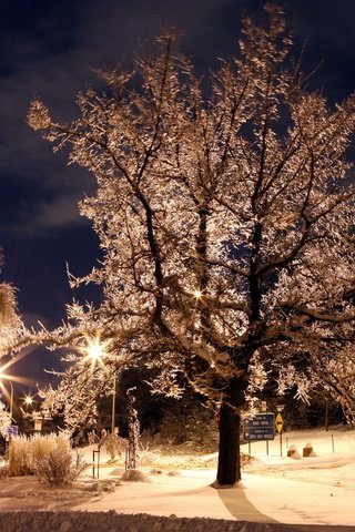 Обои ночь, деревья, фонари, зима, парк, иней, знаки, night, trees, lights, winter, park, frost, signs разрешение 2560x1600 Загрузить