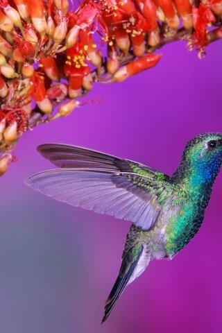 Обои цветок, птица, нектар, колибри, калибри, flower, bird, nectar, hummingbird, kalibri разрешение 1920x1200 Загрузить