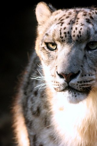 Обои пятна, хищник, снежный барс, ирбис, spot, predator, snow leopard, irbis разрешение 2560x1600 Загрузить