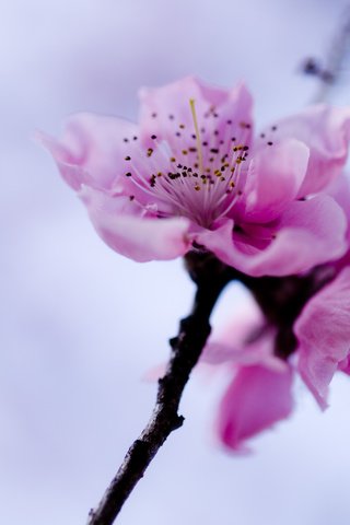 Обои небо, ветка, цветок, весна, розовый, сакура, the sky, branch, flower, spring, pink, sakura разрешение 3648x2736 Загрузить