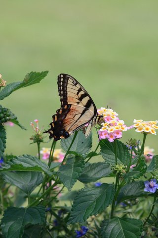 Обои цветы, насекомое, бабочка, крылья, flowers, insect, butterfly, wings разрешение 2560x1600 Загрузить