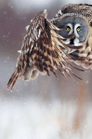 Обои сова, неясыть, снег, зима, полет, крылья, птица, клюв, перья, owl, snow, winter, flight, wings, bird, beak, feathers разрешение 1920x1200 Загрузить