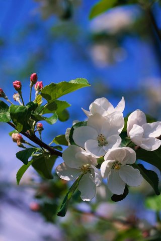 Обои цветы, ветка, природа, цветение, размытость, весна, яблоня, flowers, branch, nature, flowering, blur, spring, apple разрешение 2560x1920 Загрузить