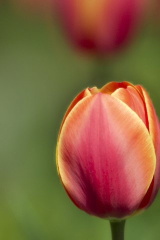 Обои весна, тюльпан, spring, tulip разрешение 1920x1080 Загрузить