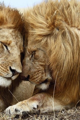 Обои морда, хищник, большая кошка, львы, лев, пьвы, face, predator, big cat, lions, leo разрешение 1920x1080 Загрузить