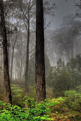 Обои лес, туман, заросли, forest, fog, thickets разрешение 1920x1200 Загрузить