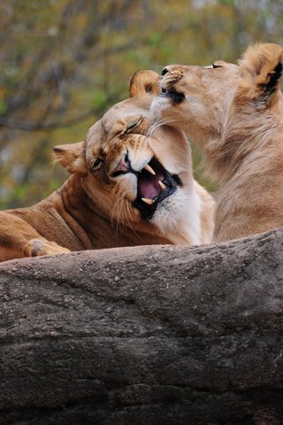 Обои хищник, игра, пара, львы, лев, забота, predator, the game, pair, lions, leo, care разрешение 2560x1600 Загрузить