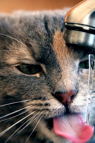 Обои вода, кот, мордочка, кошка, кран, water, cat, muzzle, crane разрешение 1920x1080 Загрузить