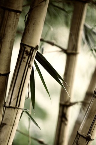 Обои природа, листья, бамбук, размытость, стебли, крупным планом, nature, leaves, bamboo, blur, stems, closeup разрешение 1920x1080 Загрузить