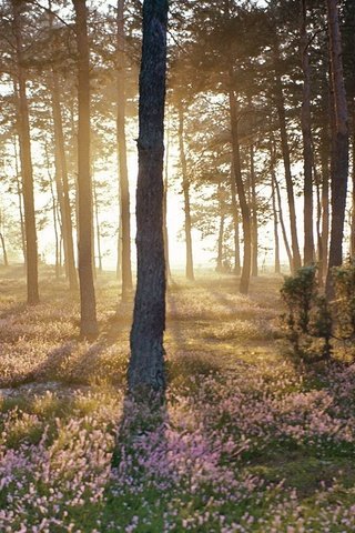 Обои лес, пейзаж, солнечный свет, forest, landscape, sunlight разрешение 1920x1080 Загрузить