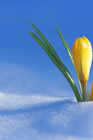 Обои снег, весна, первый крокус, радостно, snow, spring, the first crocus, happily разрешение 1920x1080 Загрузить