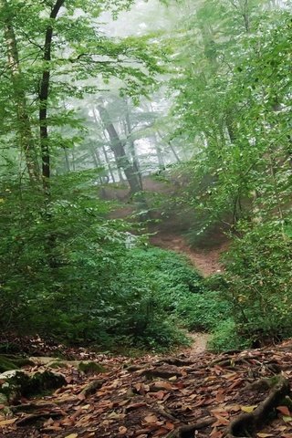 Обои деревья, лес, листья, корни, trees, forest, leaves, roots разрешение 1920x1080 Загрузить