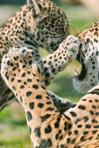 Обои ягуар, детеныш, мать, jaguar, cub, mother разрешение 1920x1080 Загрузить
