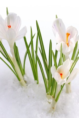 Обои цветы, снег, весна, первоцвет, крокусы, белые подснежники, flowers, snow, spring, primrose, crocuses, white snowdrops разрешение 1920x1154 Загрузить