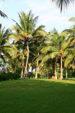 Обои трава, природа, утро, пальмы, китай, grass, nature, morning, palm trees, china разрешение 1920x1280 Загрузить