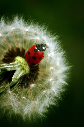 Обои фон, цветок, насекомые, божья коровка, одуванчик, background, flower, insects, ladybug, dandelion разрешение 1920x1200 Загрузить