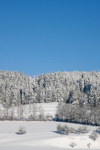 Обои деревья, лес, зима, trees, forest, winter разрешение 1920x1200 Загрузить