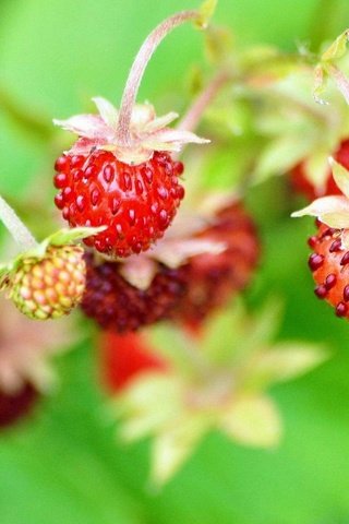 Обои ягода, земляника, berry, strawberries разрешение 1920x1200 Загрузить