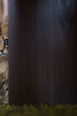 Обои кошка, взгляд, котенок, прятки, прячется, испуганный, cat, look, kitty, hide and seek, hiding, scared разрешение 1920x1200 Загрузить