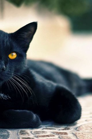 Обои кот, мордочка, кошка, взгляд, лапки, черный кот, желтые глаза, cat, muzzle, look, legs, black cat, yellow eyes разрешение 1920x1200 Загрузить