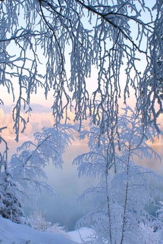 Обои деревья, снег, лес, зима, иней, trees, snow, forest, winter, frost разрешение 1920x1200 Загрузить