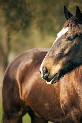Обои лошадь, фон, лето, размытость, конь, horse, background, summer, blur разрешение 1920x1200 Загрузить