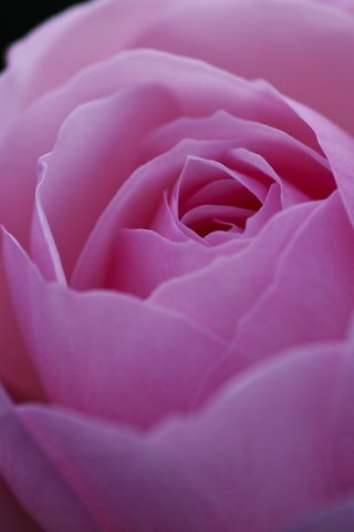 Обои макро, цветок, роза, лепестки, бутон, розовый, пион, macro, flower, rose, petals, bud, pink, peony разрешение 1920x1276 Загрузить