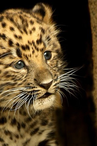 Обои морда, усы, взгляд, леопард, пятна, малыш, детеныш, face, mustache, look, leopard, spot, baby, cub разрешение 1920x1200 Загрузить